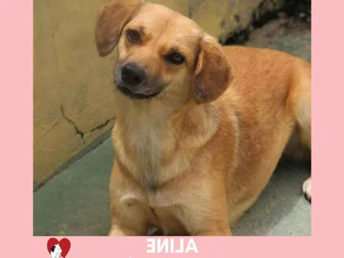 Cachorro ra a  idade 1 ano nome Aline Pequena
