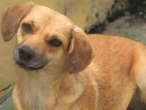 Cachorro raça  idade 1 ano nome Aline Pequena