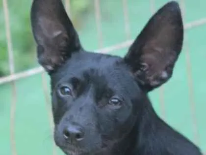 Cachorro ra a  idade 1 ano nome Dudinha Pequenina