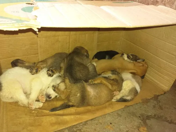 Cachorro ra a Vira latas idade Abaixo de 2 meses nome Sem nomes