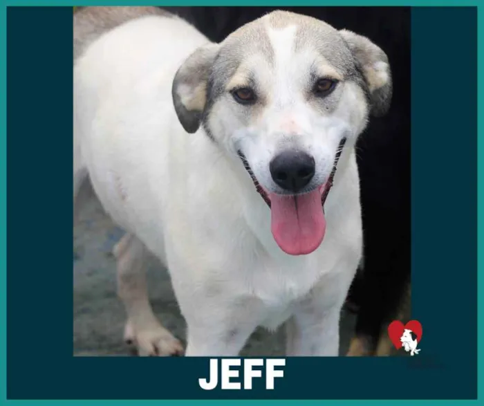 Cachorro ra a  idade 4 anos nome Jeff