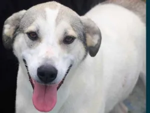 Cachorro raça  idade 4 anos nome Jeff