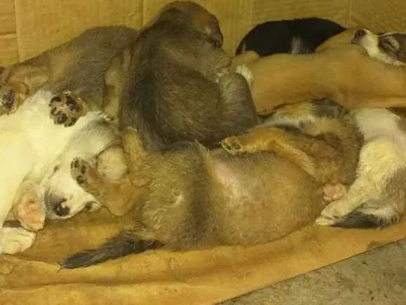 Cachorro ra a Vira latas idade Abaixo de 2 meses nome Sem nomes
