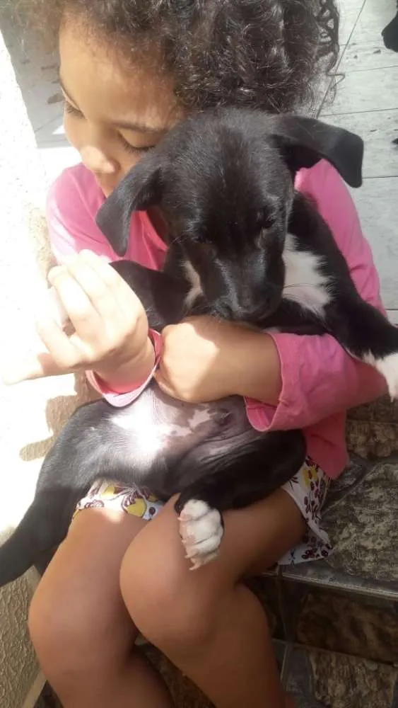 Cachorro ra a Sem Raça Definida idade 2 a 6 meses nome Não Possui Nome