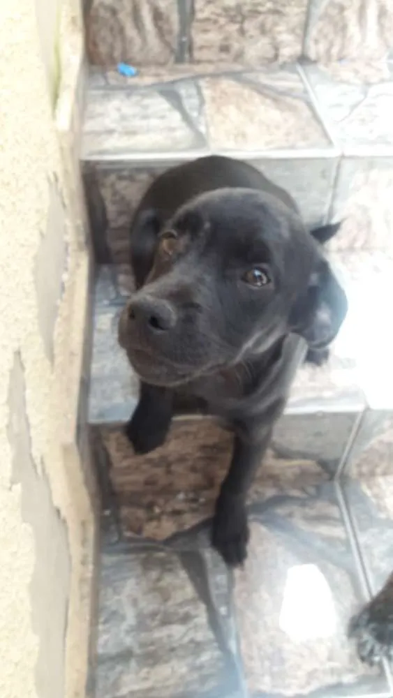 Cachorro ra a Sem Raça Definida idade 2 a 6 meses nome Não Possui Nome