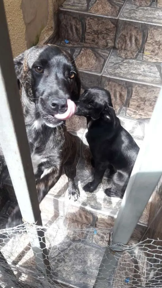 Cachorro ra a Sem Raça Definida idade 2 a 6 meses nome Não Possui Nome