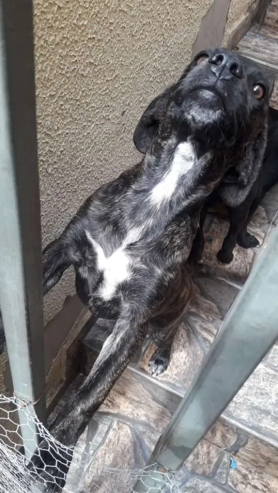 Cachorro ra a Sem Raça Definida idade 2 a 6 meses nome Não Possui Nome