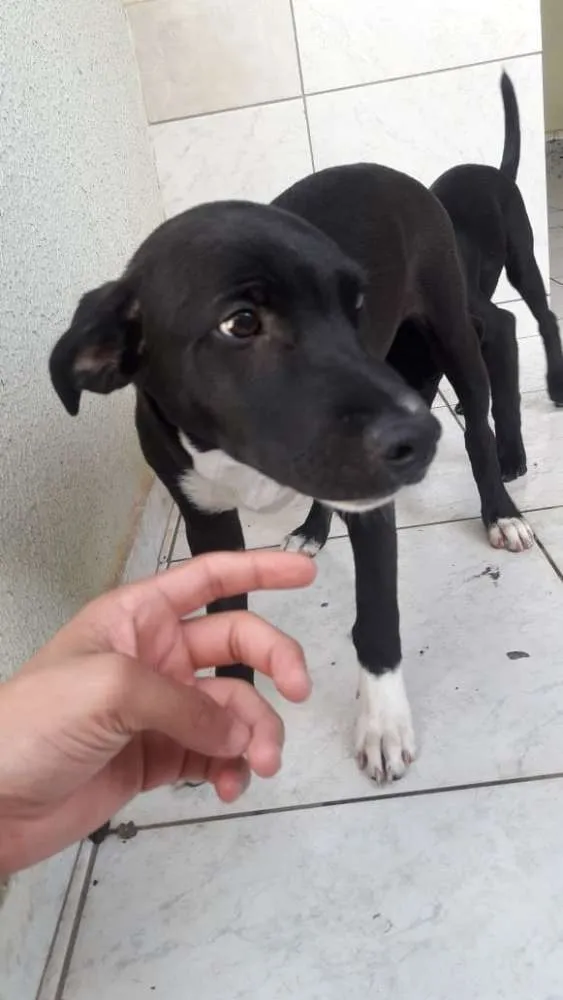 Cachorro ra a Sem Raça Definida idade 2 a 6 meses nome Não Possui Nome