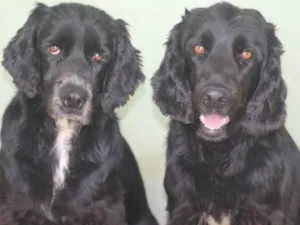Cachorro raça  idade 6 ou mais anos nome FREDDY E YURI