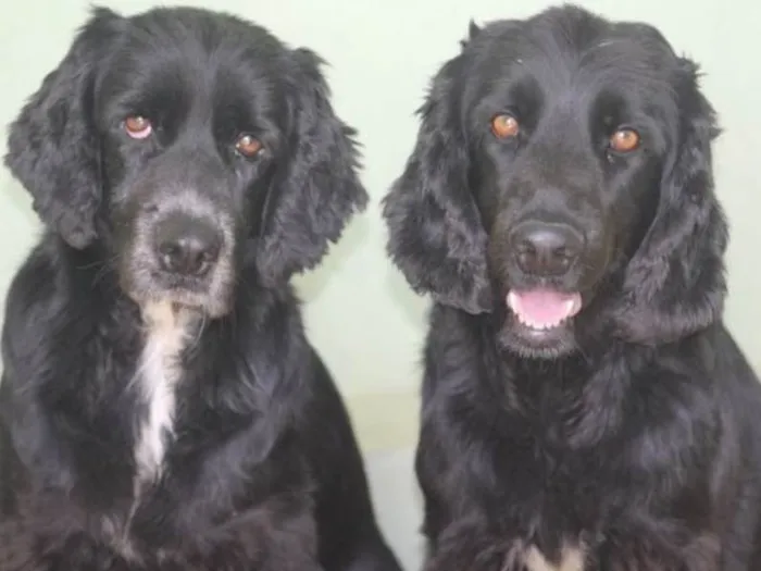 Cachorro ra a  idade 6 ou mais anos nome FREDDY E YURI