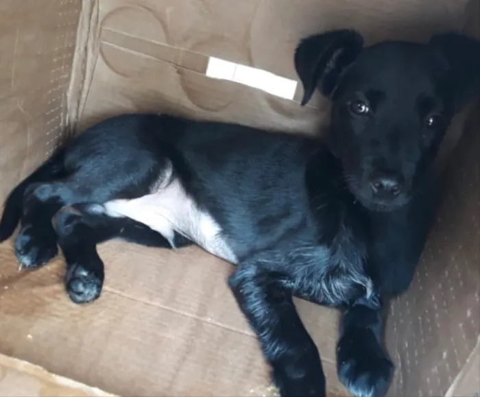 Cachorro ra a Sem raça definida  idade 2 a 6 meses nome Bob