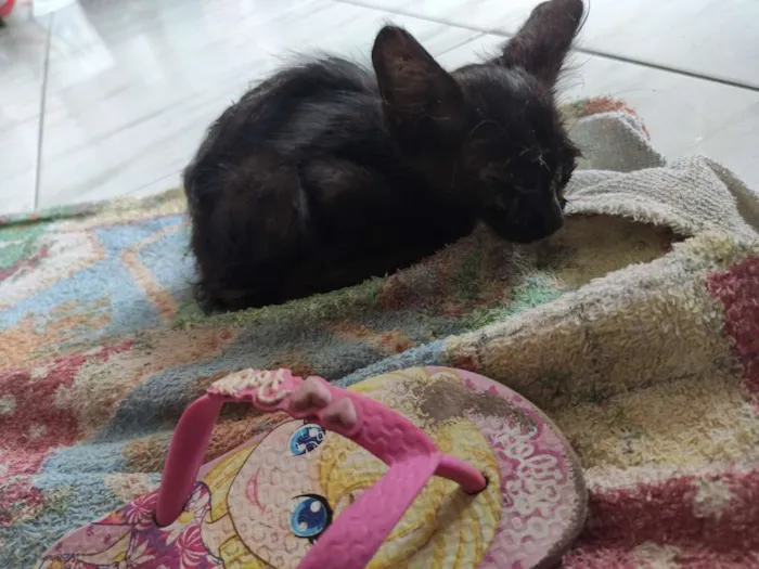 Gato ra a vira lata  idade Abaixo de 2 meses nome Nescau