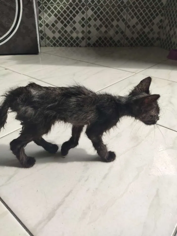 Gato ra a vira lata  idade Abaixo de 2 meses nome Nescau