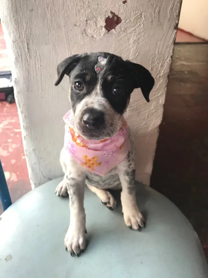 Cachorro ra a Vira lata  idade Abaixo de 2 meses nome Ainda nao tem 