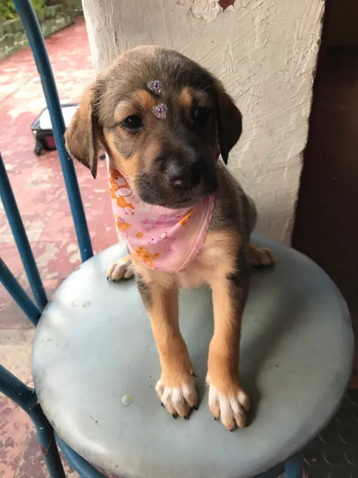 Cachorro ra a Vira lata  idade Abaixo de 2 meses nome Ainda nao tem 