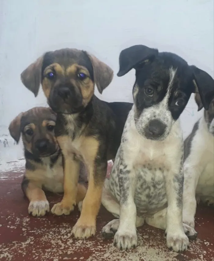 Cachorro ra a Vira lata  idade Abaixo de 2 meses nome Ainda nao tem 