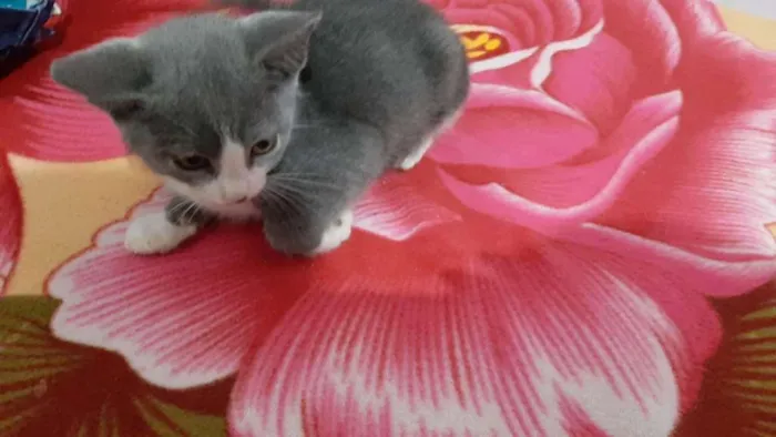 Gato ra a SRD idade 2 a 6 meses nome Dave