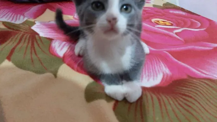 Gato ra a SRD idade 2 a 6 meses nome Dave