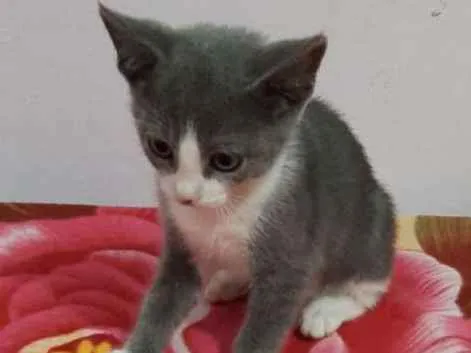Gato ra a SRD idade 2 a 6 meses nome Dave