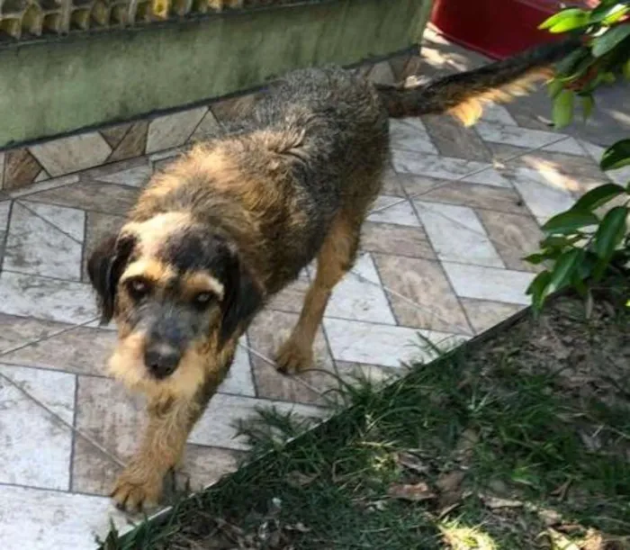 Cachorro raça srd idade 1 ano nome Lordy