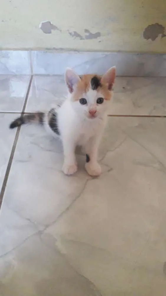 Gato raça Vira lata idade Abaixo de 2 meses nome Ainda não tem nome