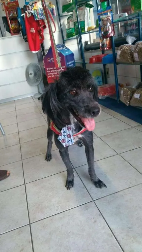 Cachorro raça poodle idade 7 a 11 meses nome Nick 