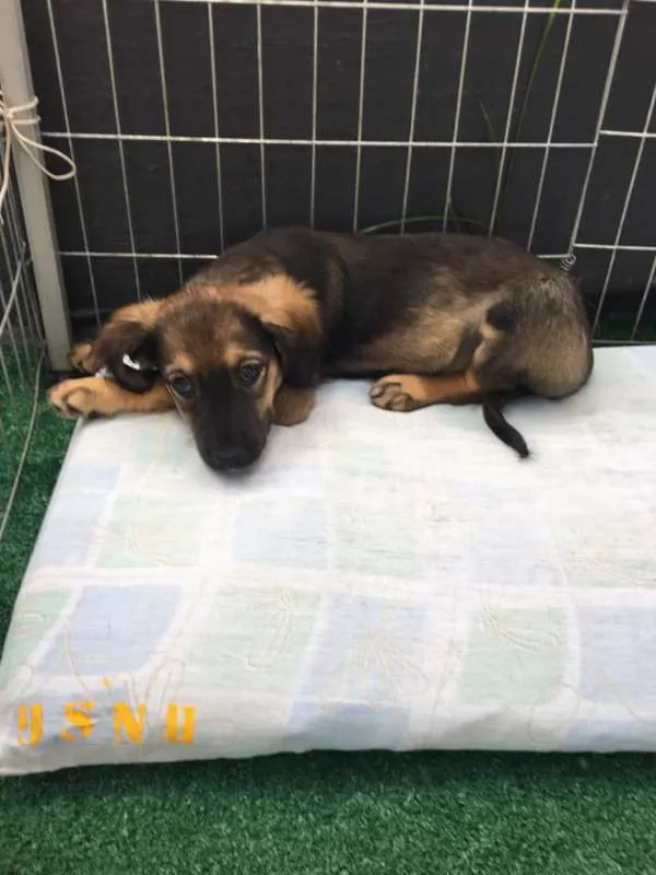 Cachorro ra a SRD idade 2 a 6 meses nome Anna