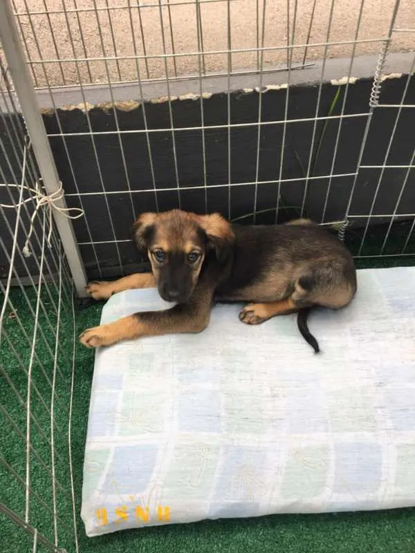 Cachorro ra a SRD idade 2 a 6 meses nome Anna