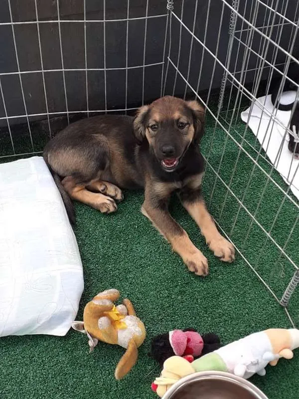 Cachorro ra a SRD idade 2 a 6 meses nome Anna