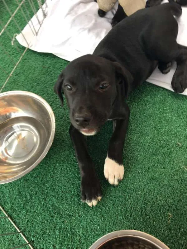 Cachorro ra a Srd idade 2 a 6 meses nome Will