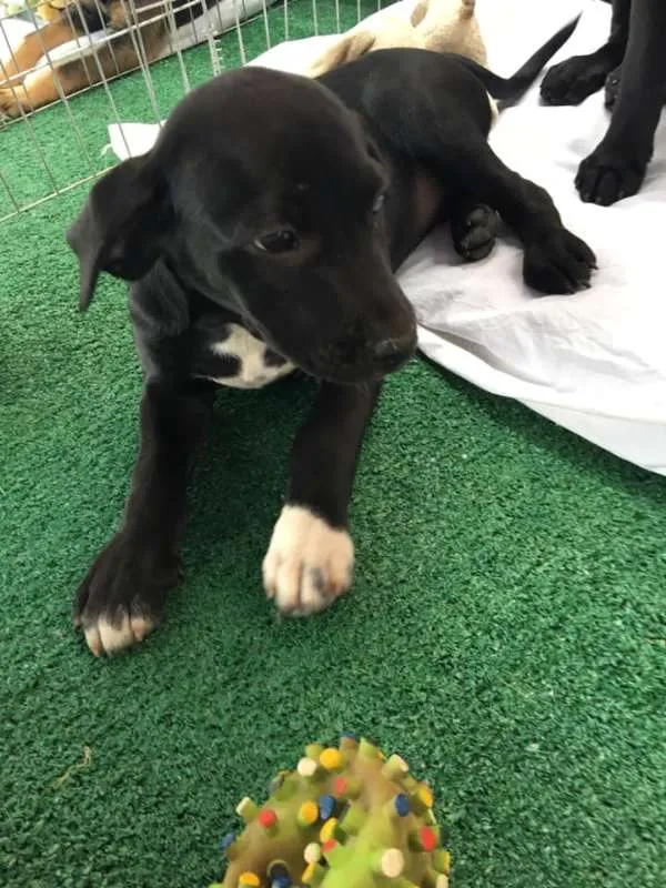 Cachorro ra a Srd idade 2 a 6 meses nome Will