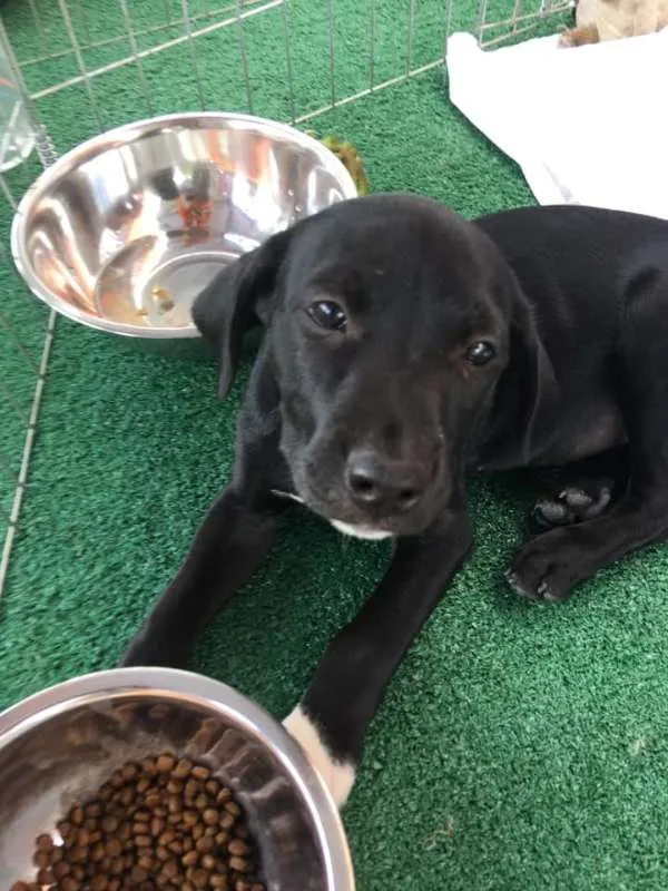 Cachorro ra a Srd idade 2 a 6 meses nome Will