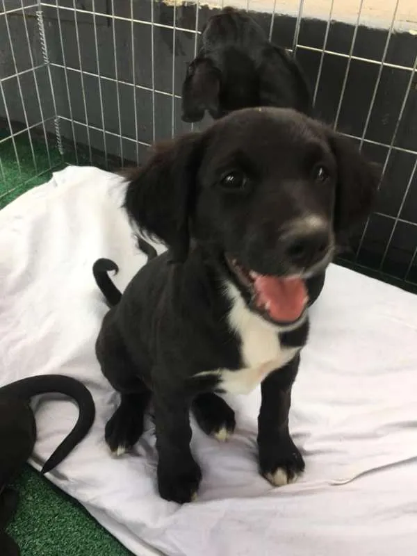 Cachorro ra a srd idade 2 a 6 meses nome Nyx