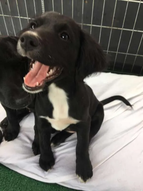 Cachorro ra a srd idade 2 a 6 meses nome Nyx