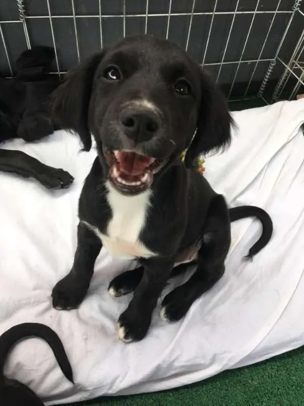 Cachorro ra a srd idade 2 a 6 meses nome Nyx