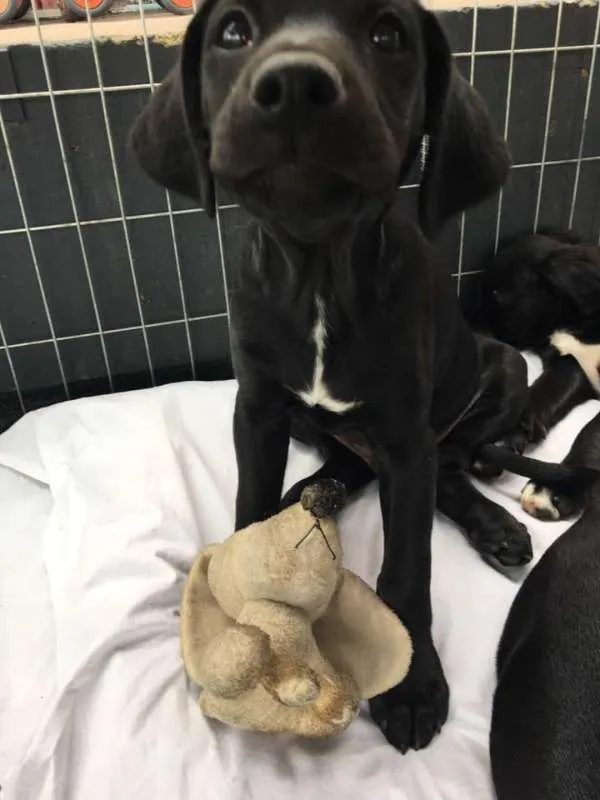Cachorro ra a SRD idade 2 a 6 meses nome Nico