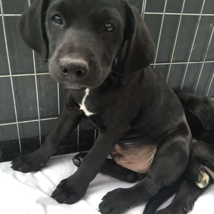Cachorro ra a SRD idade 2 a 6 meses nome Nico