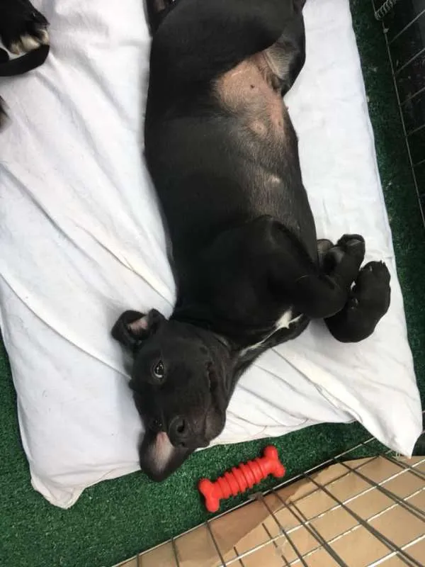 Cachorro ra a SRD idade 2 a 6 meses nome Nico