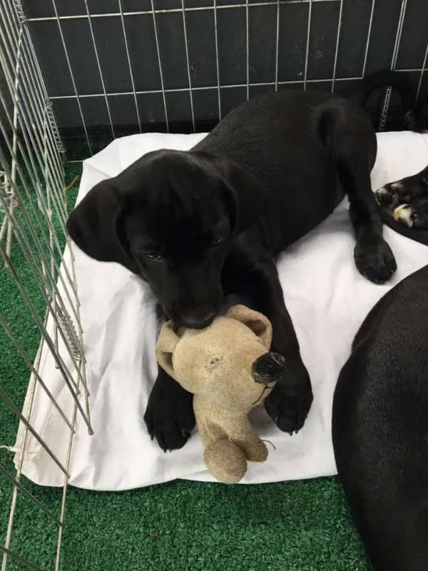 Cachorro ra a SRD idade 2 a 6 meses nome Nico