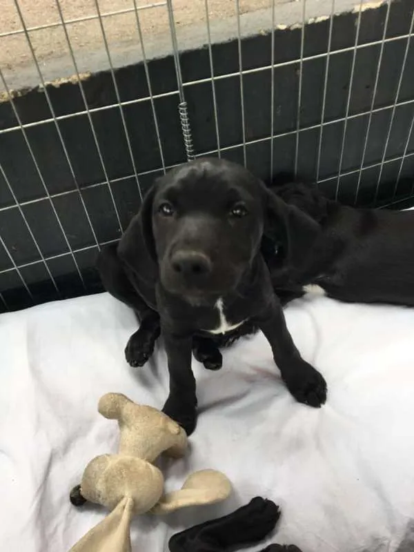Cachorro ra a SRD idade 2 a 6 meses nome Nico