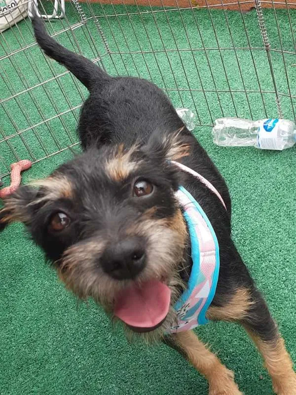 Cachorro ra a SRD idade 1 ano nome Filo