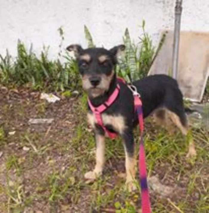 Cachorro ra a SRD idade 1 ano nome Filo