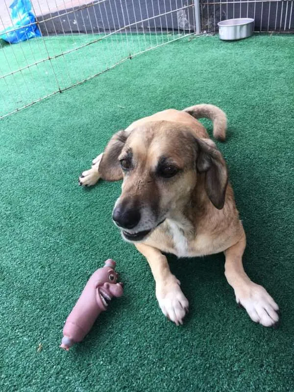 Cachorro ra a srd idade 5 anos nome Tayson