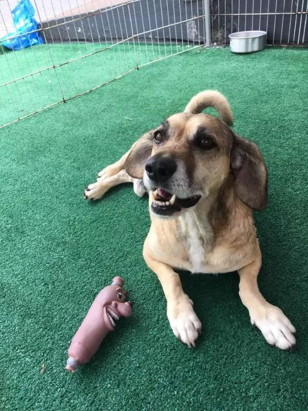 Cachorro ra a srd idade 5 anos nome Tayson