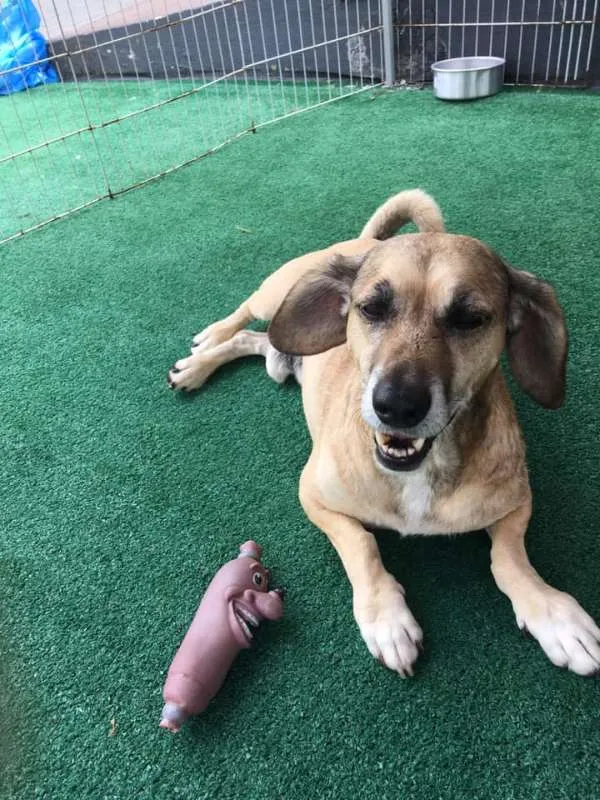 Cachorro ra a srd idade 5 anos nome Tayson