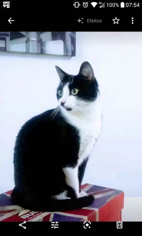 Gato ra a SRD idade 4 anos nome Gata GRATIFICA