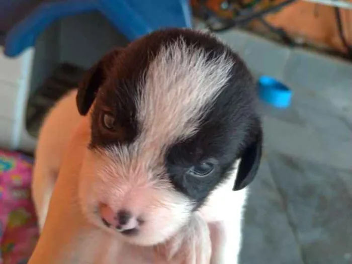 Cachorro ra a SRD idade Abaixo de 2 meses nome Não tem nome