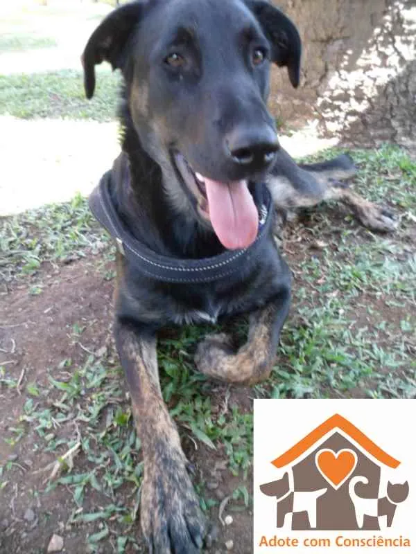 Cachorro ra a SRD idade 2 anos nome Chokito