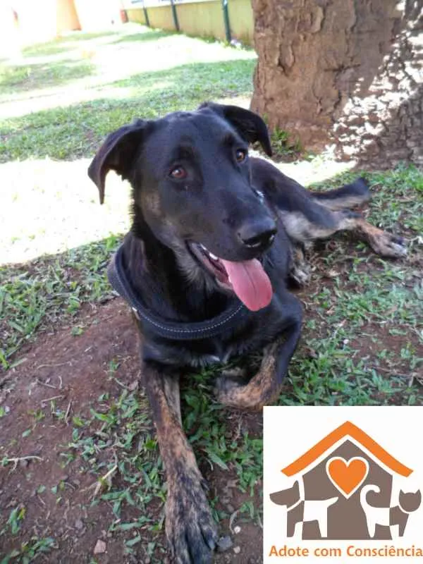 Cachorro ra a SRD idade 2 anos nome Chokito
