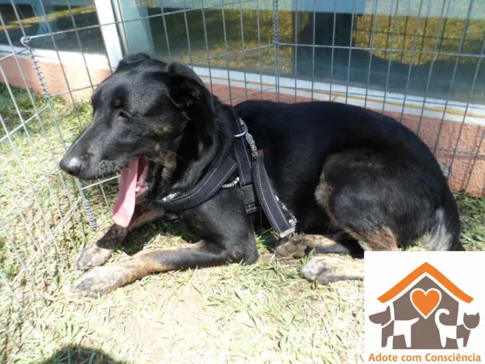 Cachorro ra a SRD idade 2 anos nome Chokito
